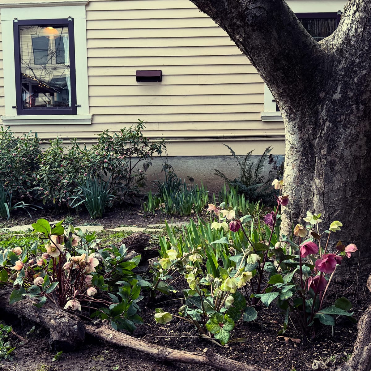 planting flowers that will outlast me